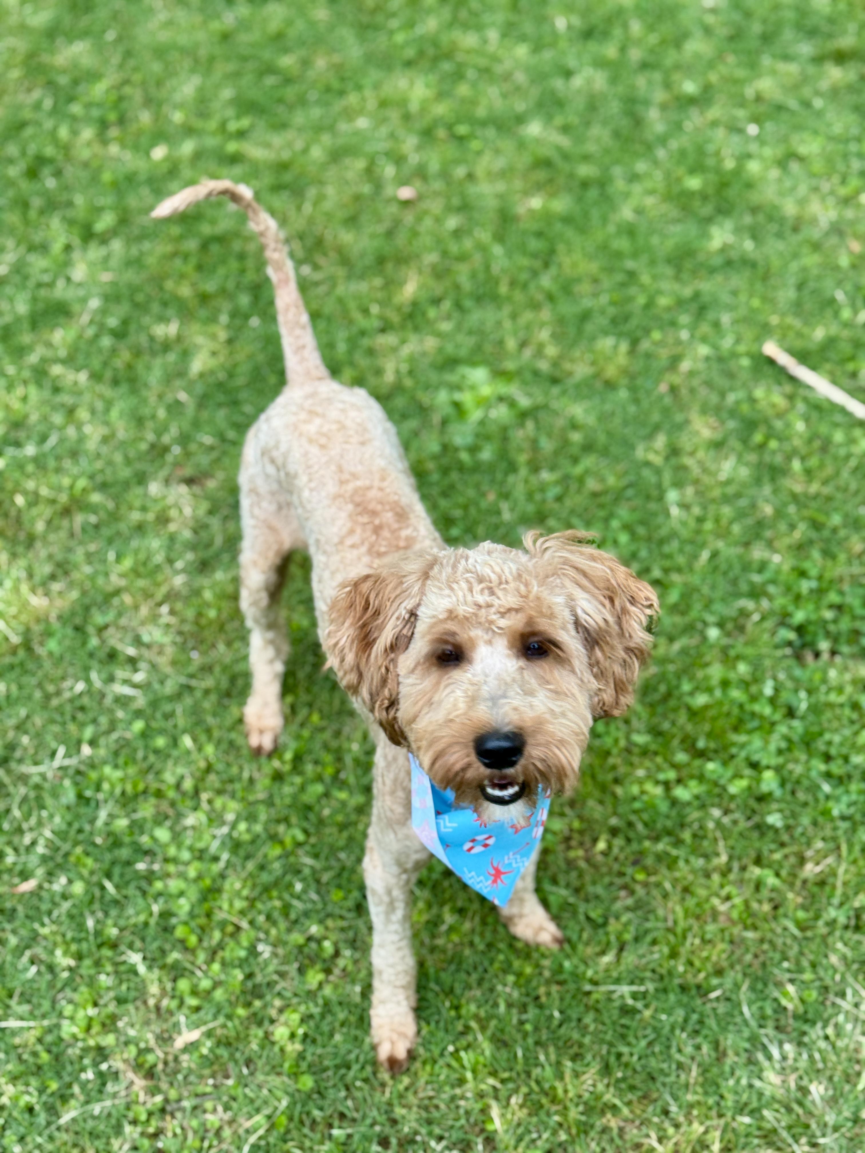 Grover *PENDING ADOPTION*, a Adoptable Goldendoodle in Atlanta, GA image 6/6
