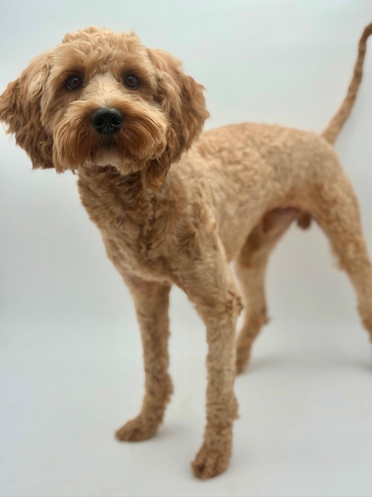 Grover *PENDING ADOPTION*, a Adoptable Goldendoodle in Atlanta, GA image 3/6
