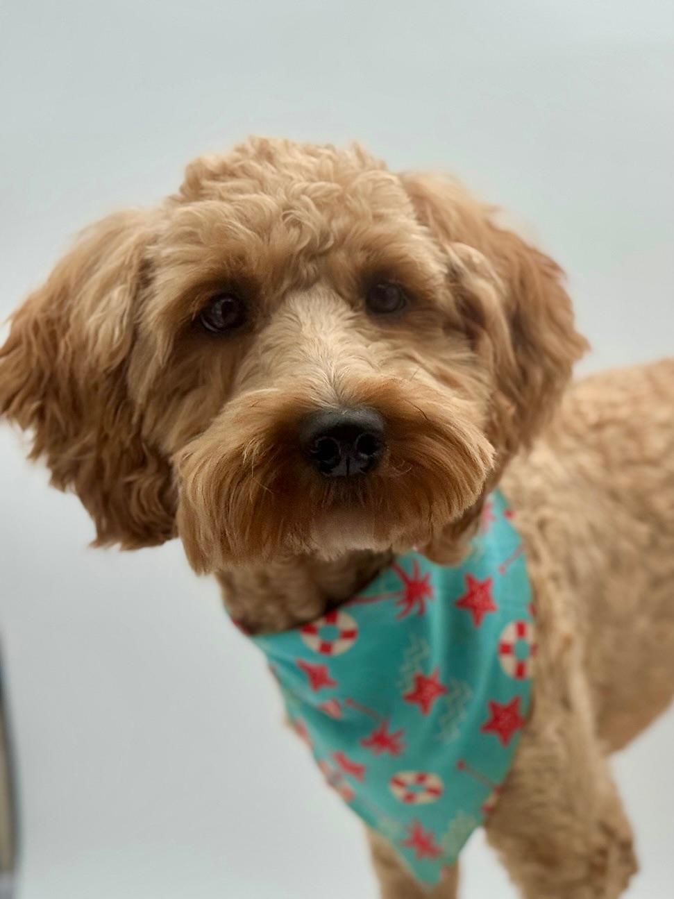 Grover *PENDING ADOPTION*, a Adoptable Goldendoodle in Atlanta, GA image 4/6