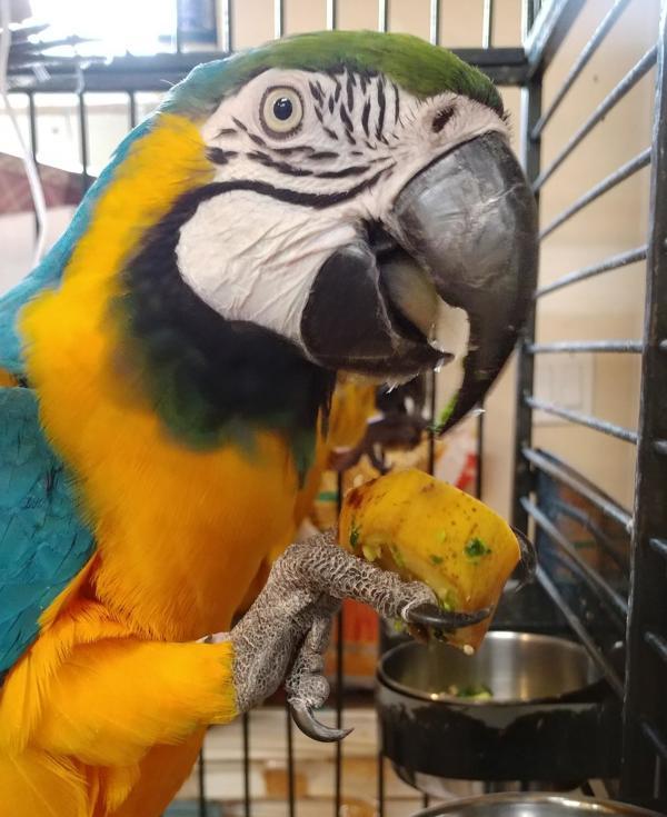 Aalfie, Adoptable, Senior Male Macaw.