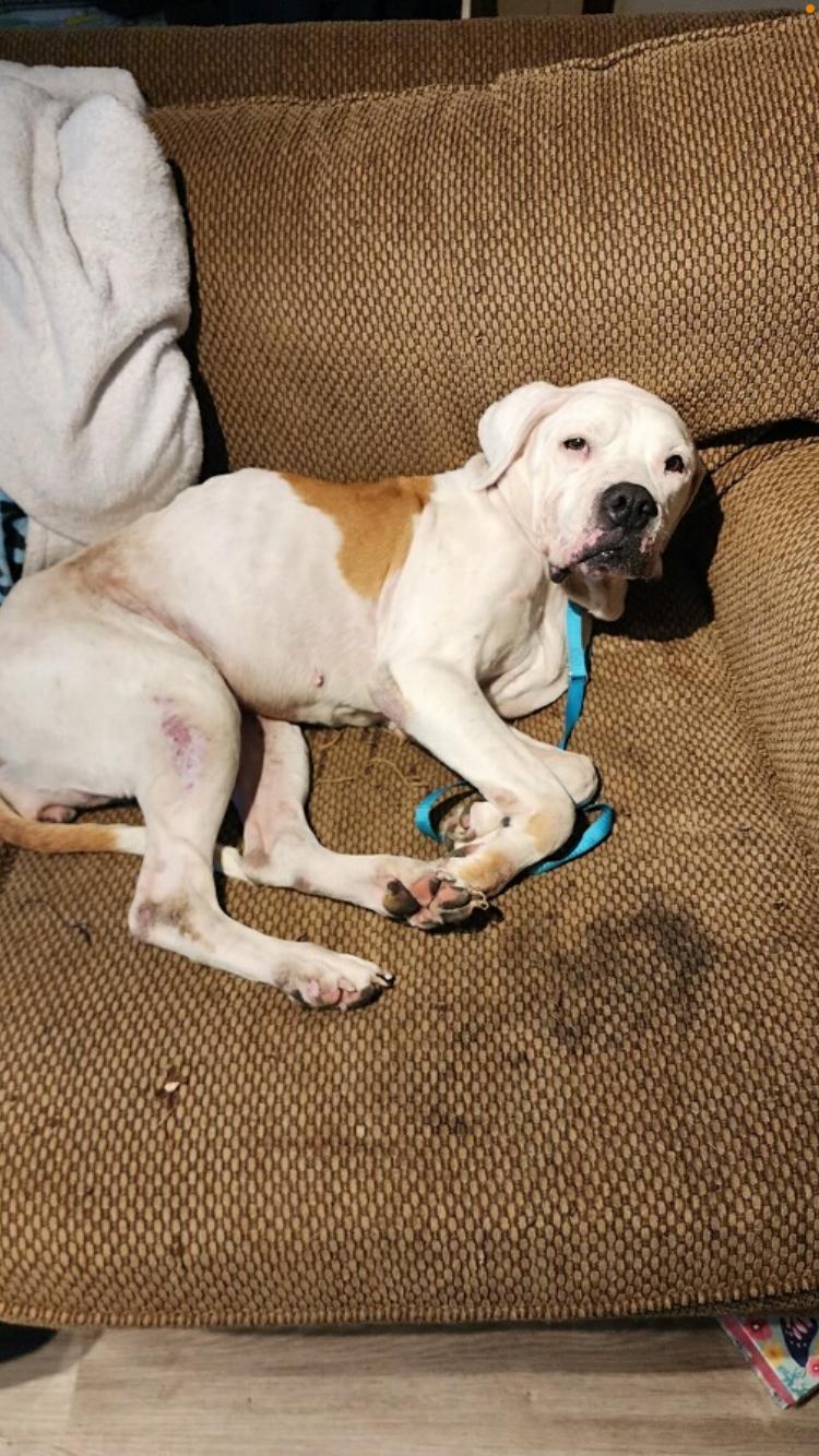 Enlarge Miss Jenny, a Adopted Pit Bull Terrier in Blairsville, GA image 1/3
