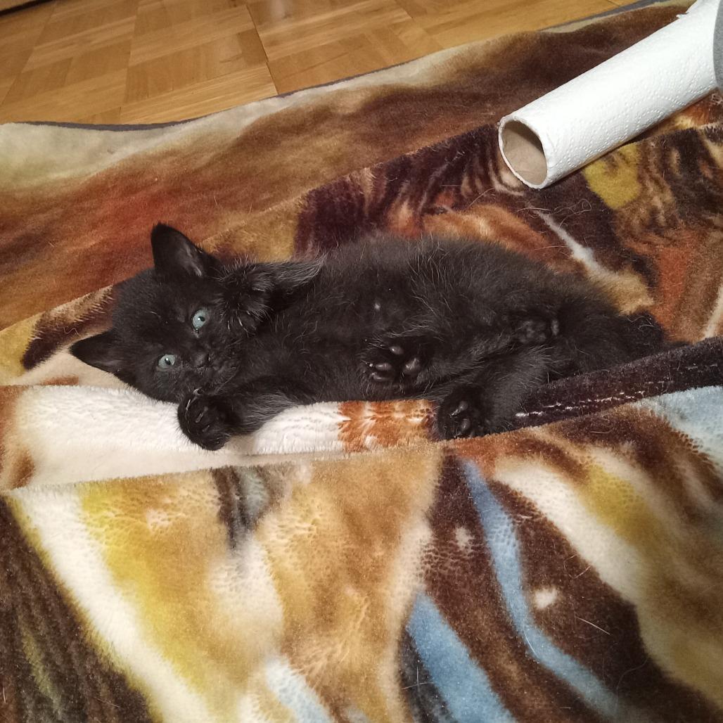 Comet, Adoptable, Kitten Male Domestic Short Hair.