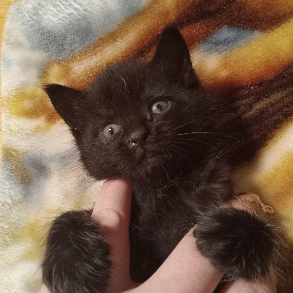 Comet, a Adoptable Domestic Short Hair in Ruckersville, VA image 2/4