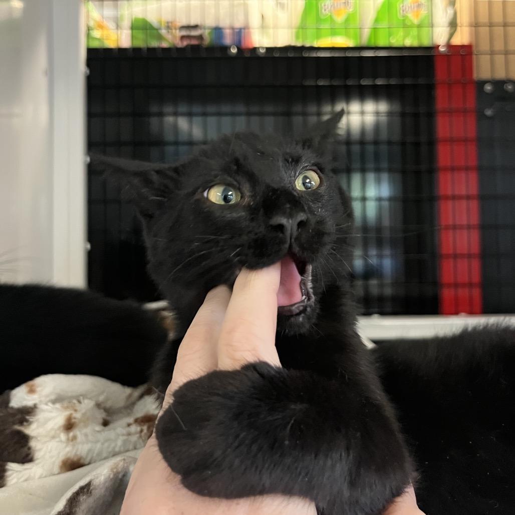 Comet, a Adoptable Domestic Short Hair in Ruckersville, VA image 3/4
