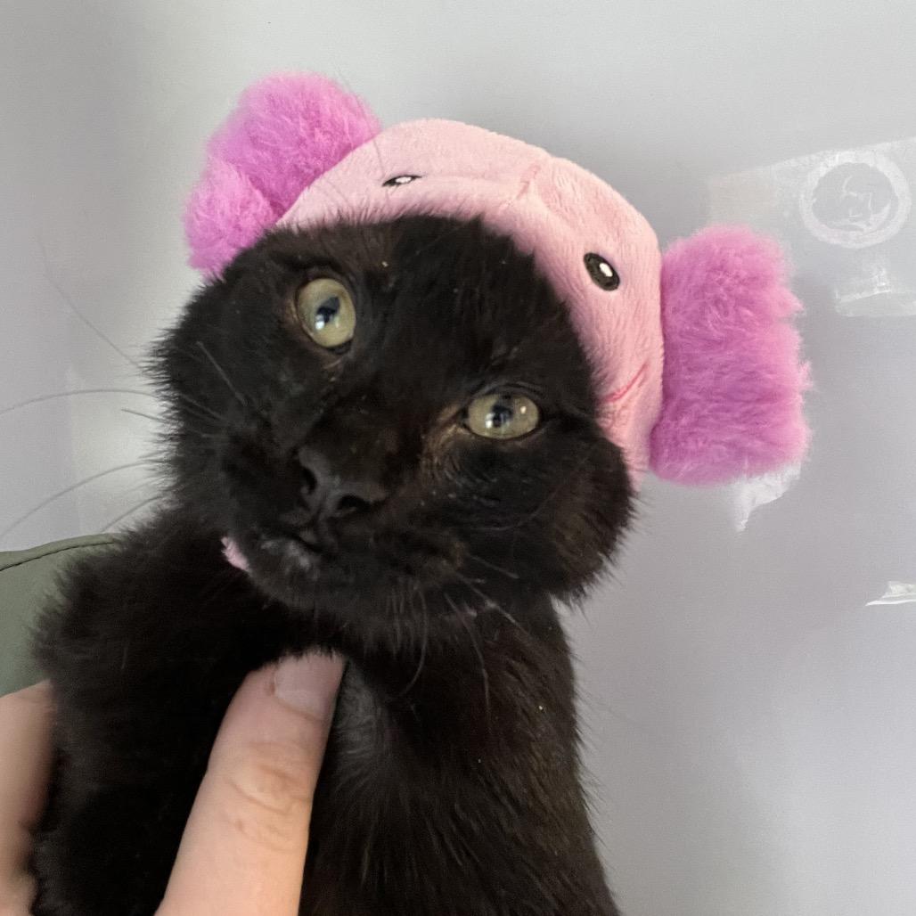 Comet, a Adoptable Domestic Short Hair in Ruckersville, VA image 4/4