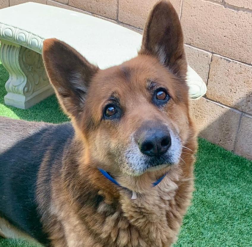 Long term foster or forever home needed for older boy Roman, adopted, Senior Male German Shepherd Dog.