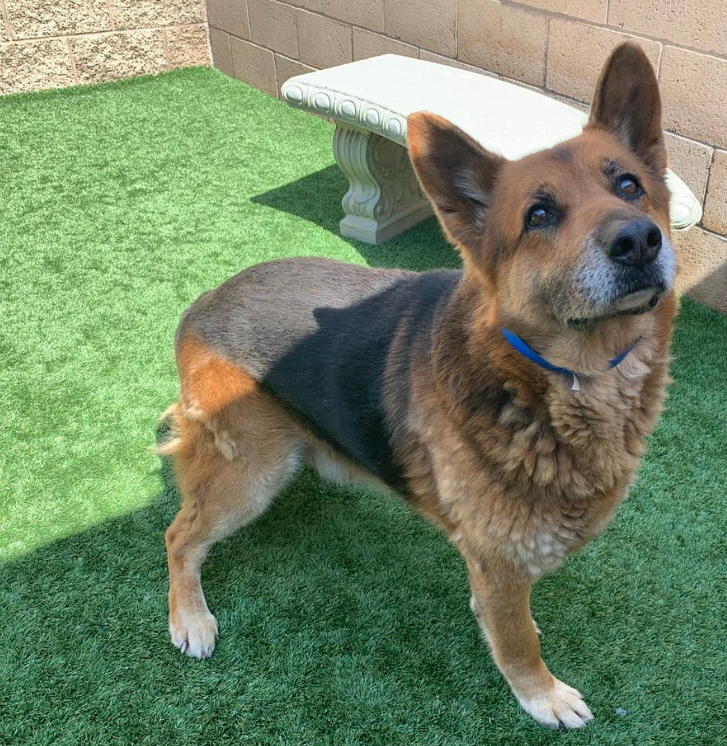 Long term foster or forever home needed for older boy Roman, an adopted German Shepherd Dog in Boise, ID image 3/5