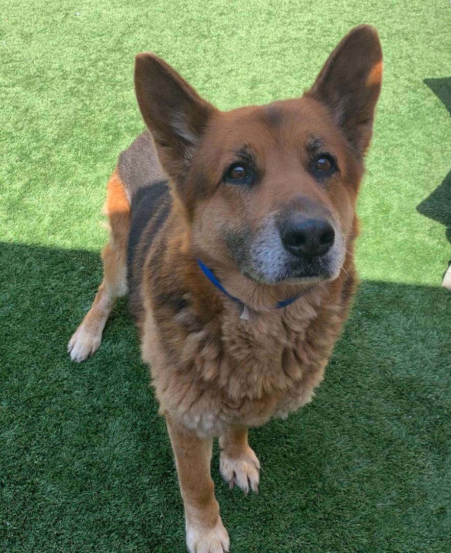 Long term foster or forever home needed for older boy Roman, an adopted German Shepherd Dog in Boise, ID image 4/5