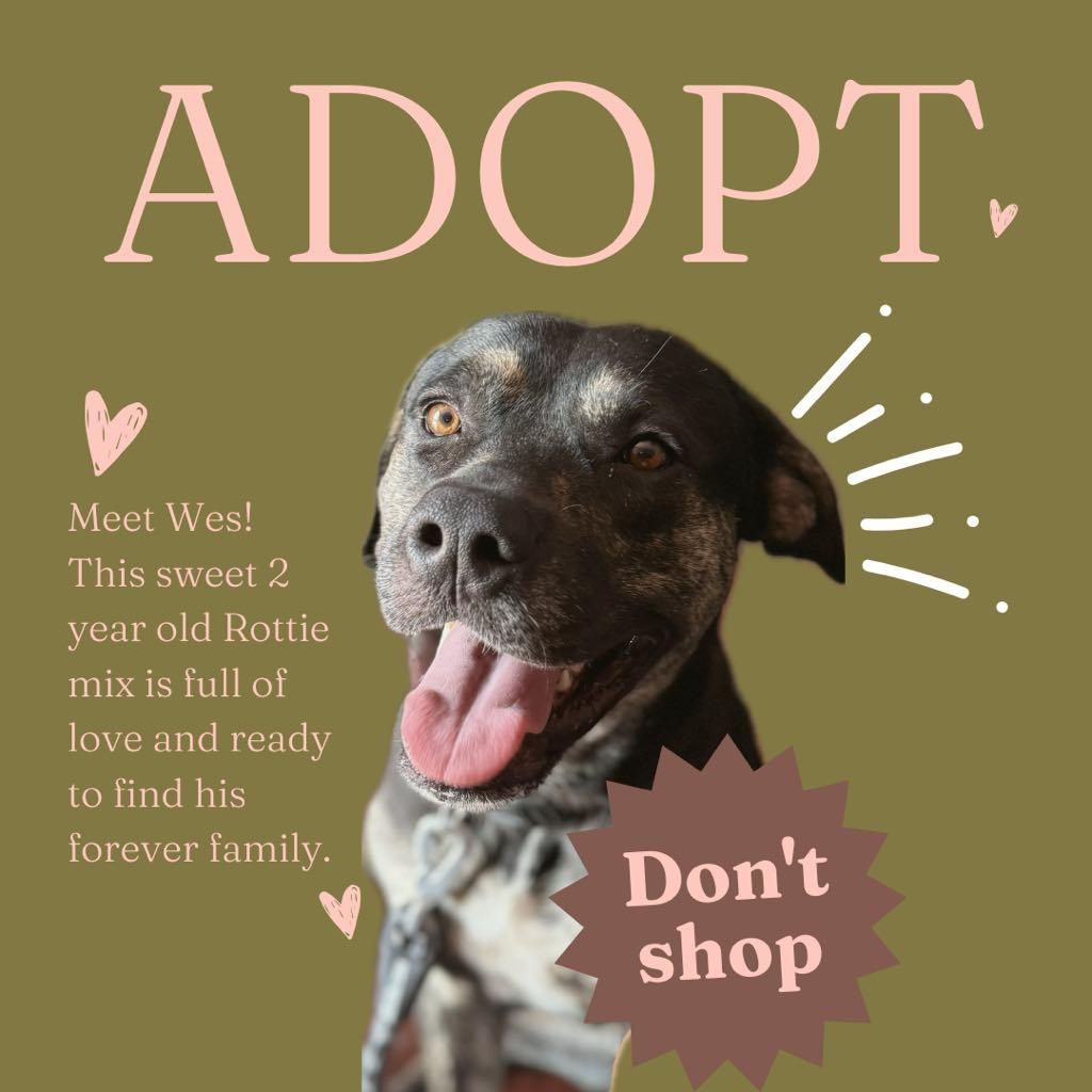 Wes, a Adoptable mixed breed in Eustis, FL image 1/3