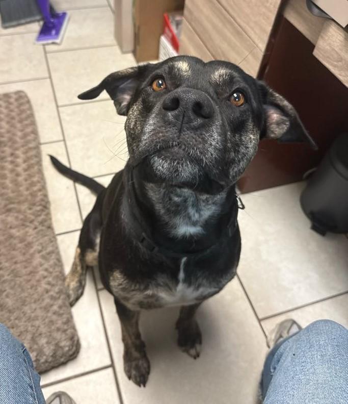 Wes, a Adoptable mixed breed in Eustis, FL image 2/3