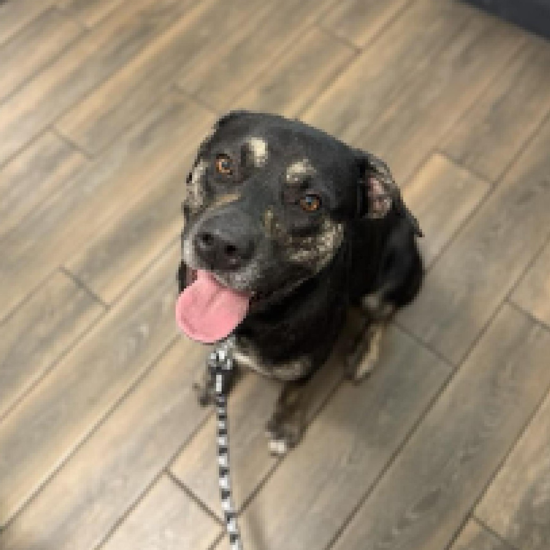 Enlarge Wes, a Adoptable mixed breed in Eustis, FL image 2/2