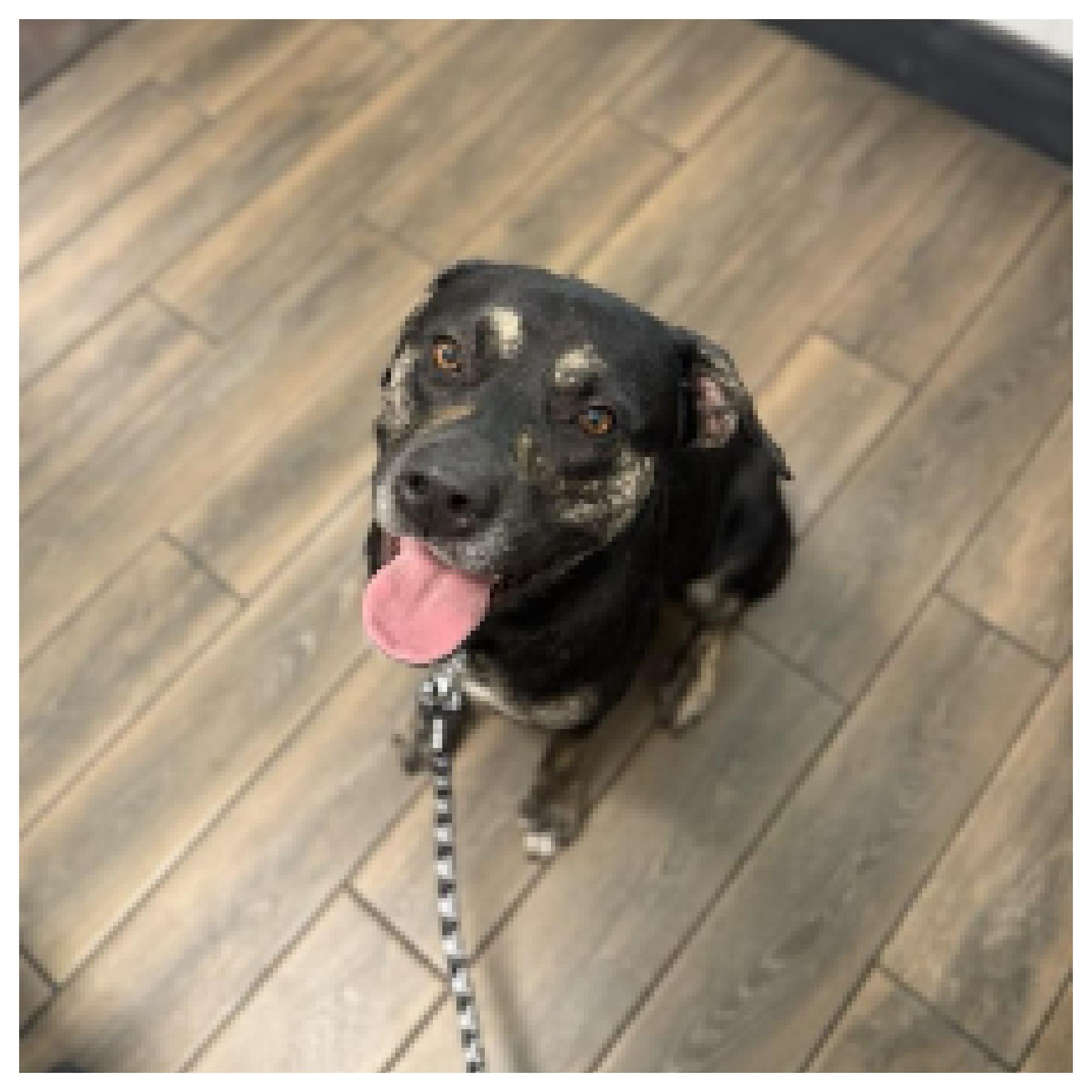 Wes, a Adoptable mixed breed in Eustis, FL image 3/3