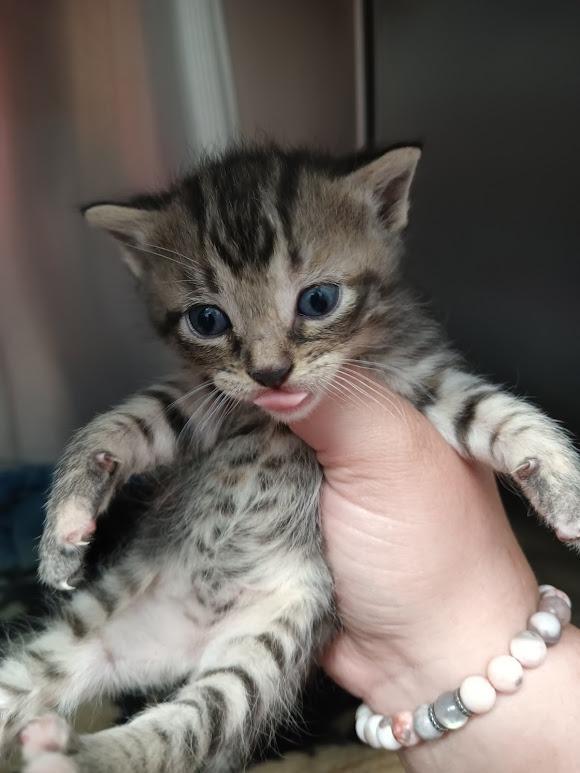 Parrot ( Milo ), Adoptable, Young Male Domestic Short Hair.