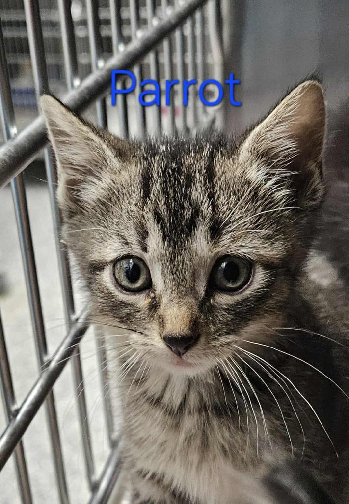 Enlarge Parrot ( Milo ), a Adoptable mixed breed in Republic, MO image 1/1