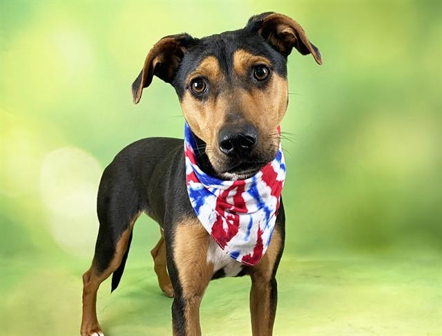 Enlarge SHILO, a Adoptable mixed breed in Fort Lauderdale, FL image 1/1