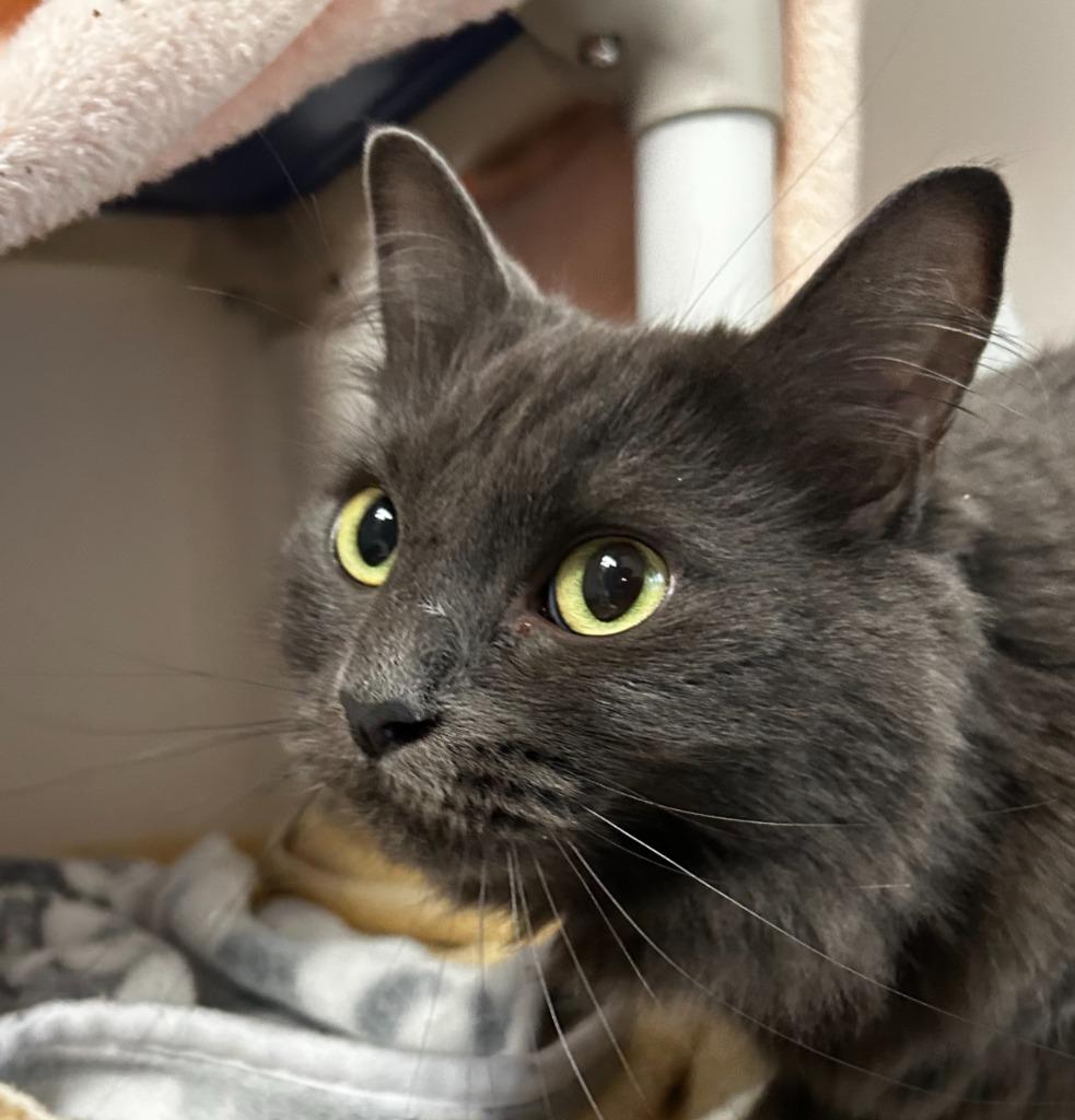 Remy, a Adoptable mixed breed in Shoreline, WA image 2/2