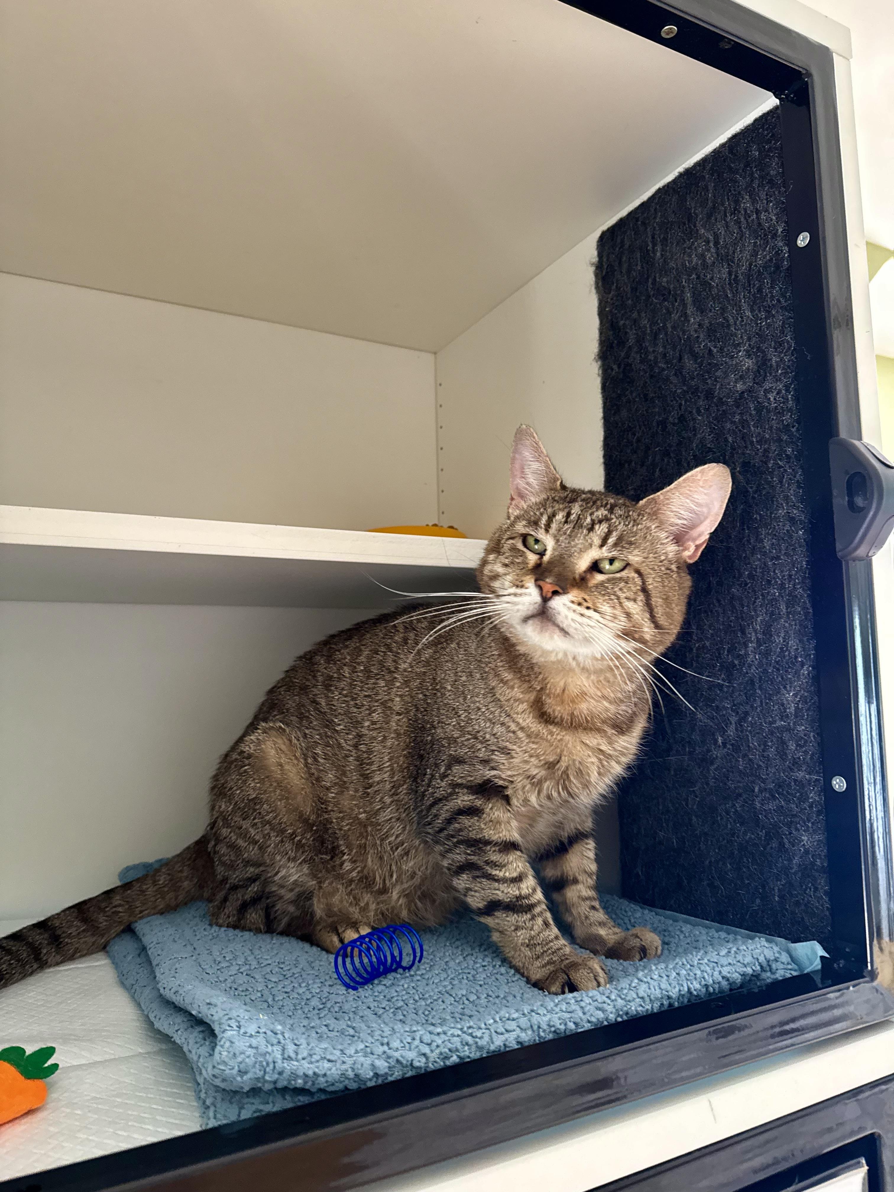Hudson, ADOPTABLE, Adult Male Domestic Short Hair.