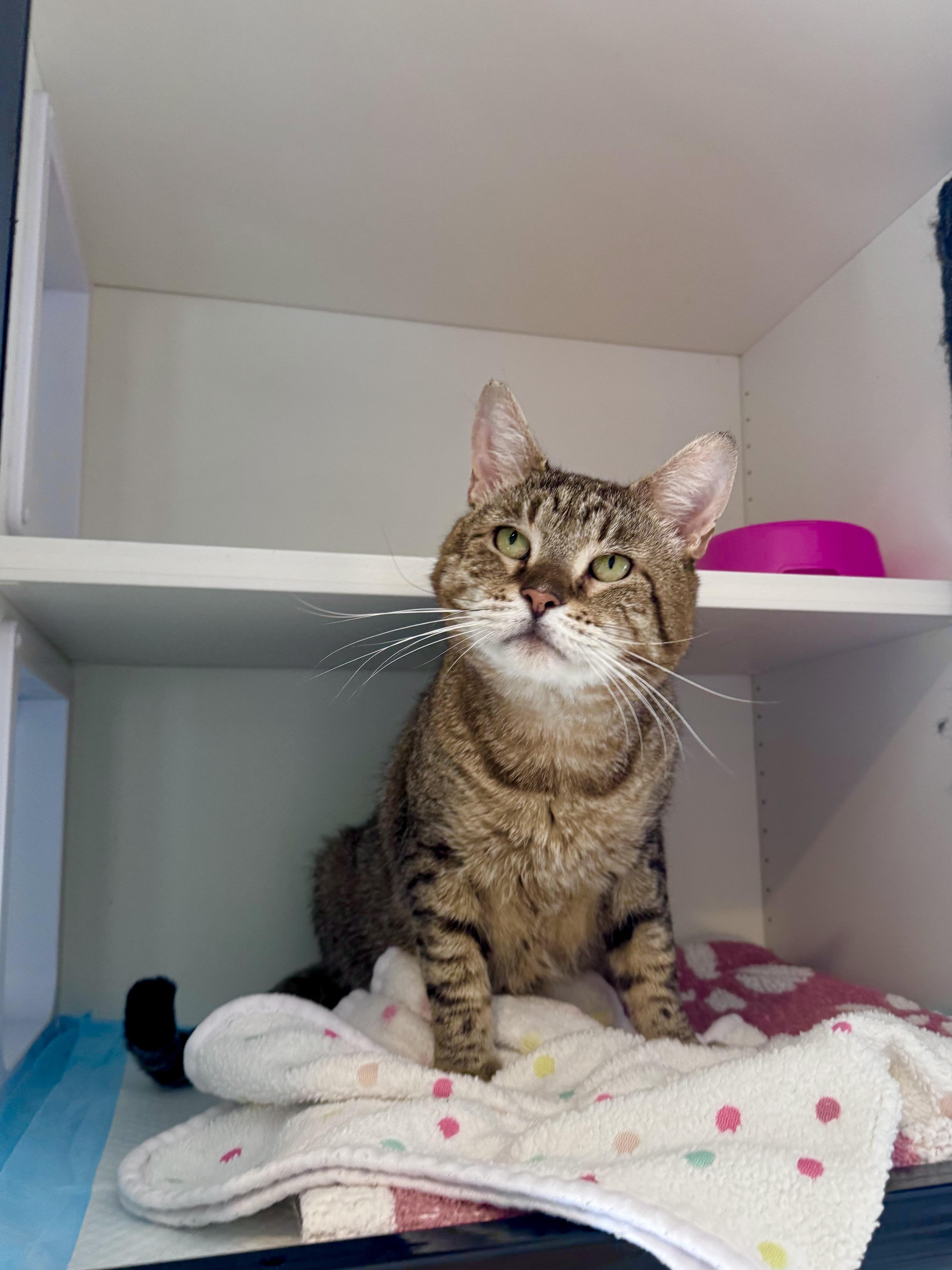 Hudson, a ADOPTABLE Domestic Short Hair in Ramsey, NJ image 3/6