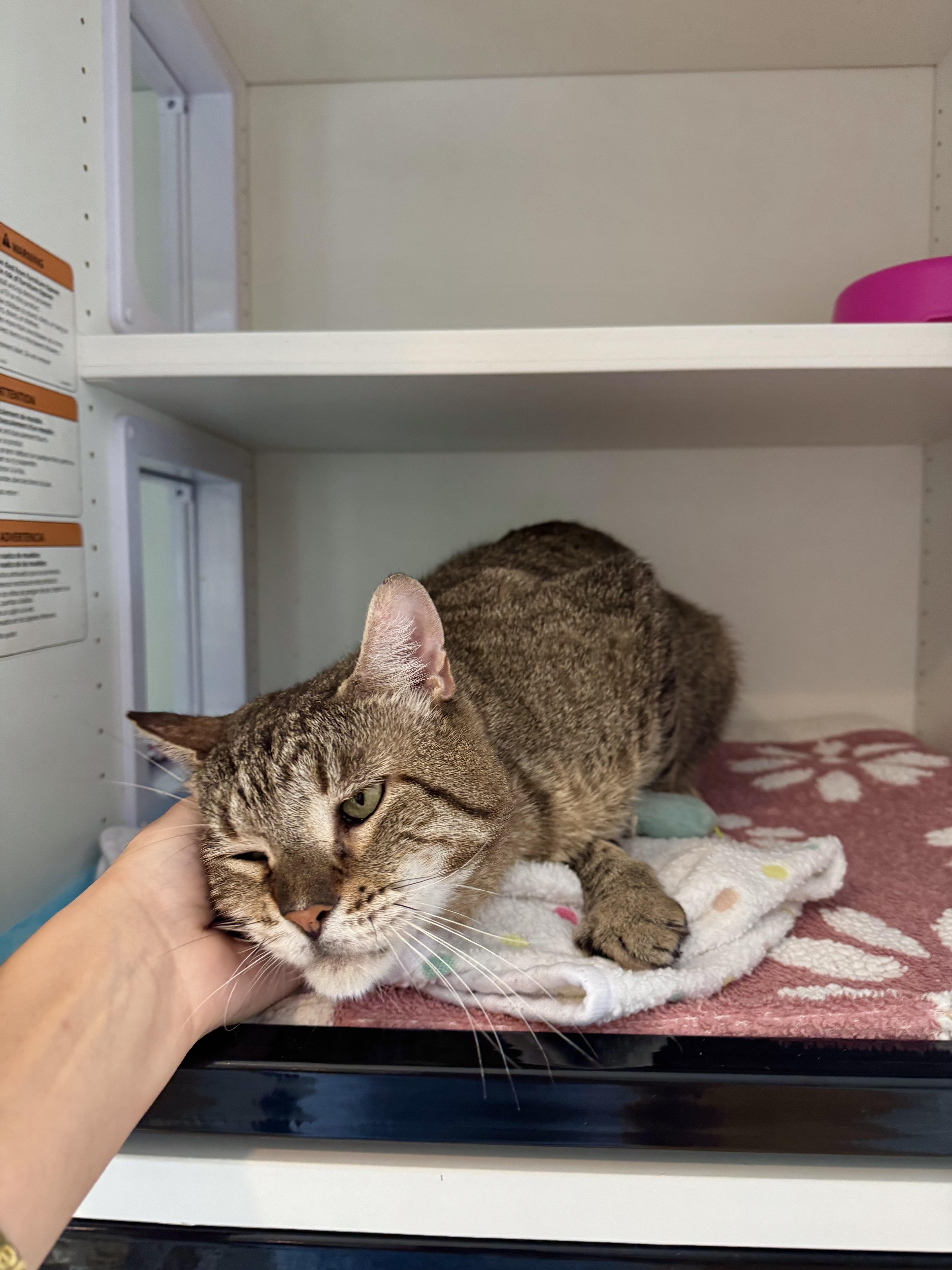 Hudson, a ADOPTABLE Domestic Short Hair in Ramsey, NJ image 5/6