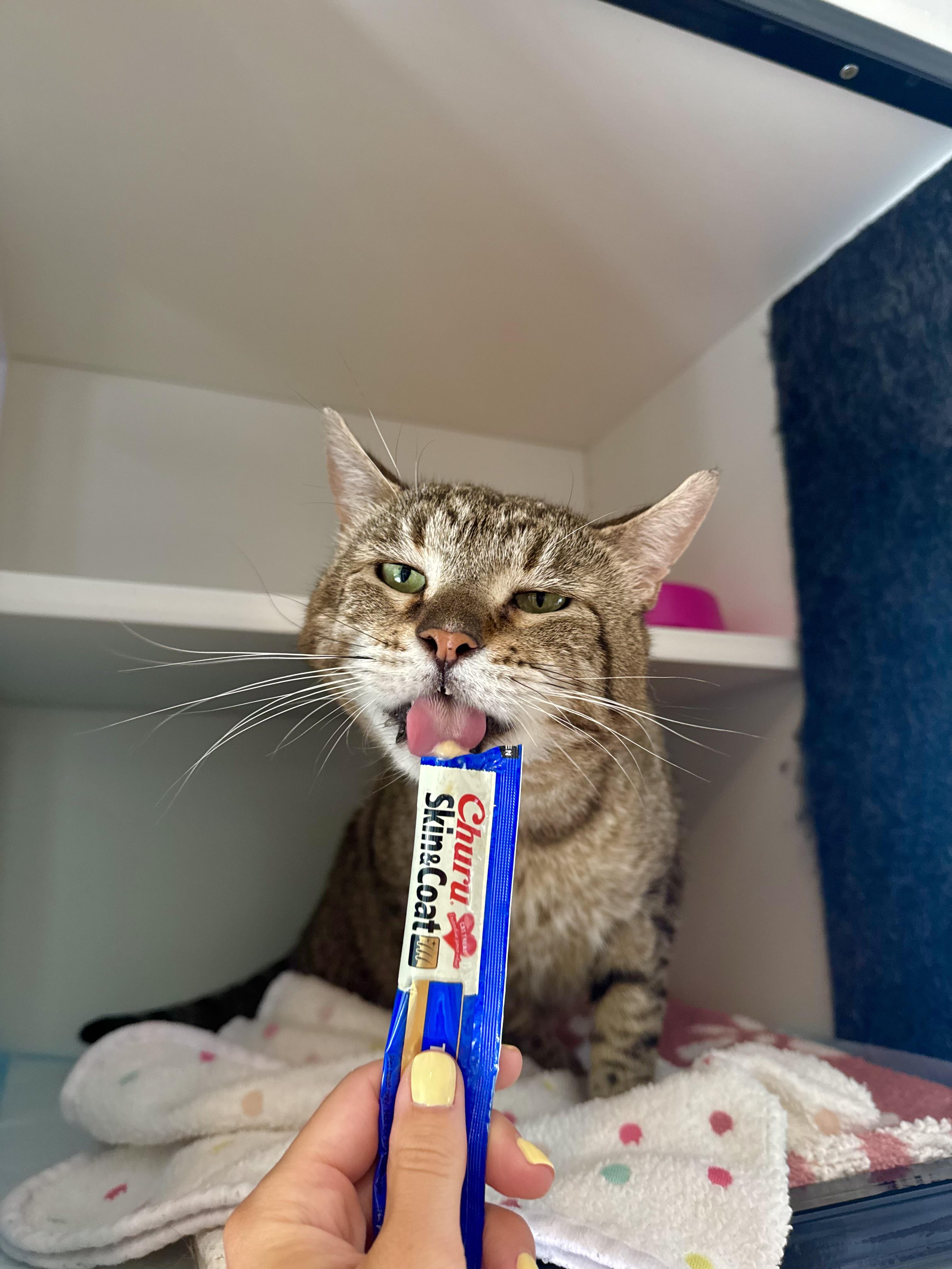 Hudson, a ADOPTABLE Domestic Short Hair in Ramsey, NJ image 2/6