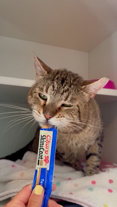 Enlarge Hudson, a ADOPTABLE Domestic Short Hair in Ramsey, NJ video 6/6