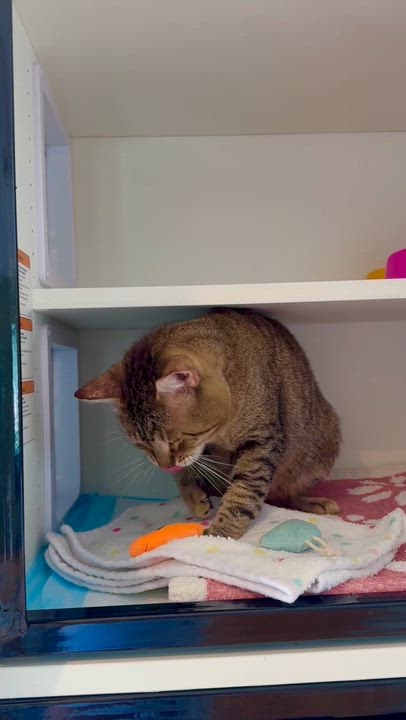 Enlarge Hudson, a ADOPTABLE Domestic Short Hair in Ramsey, NJ video 4/6