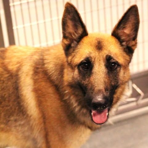 Enlarge 25-01209 AYRA, a Adoptable German Shepherd Dog in Fredericksburg, VA image 1/2