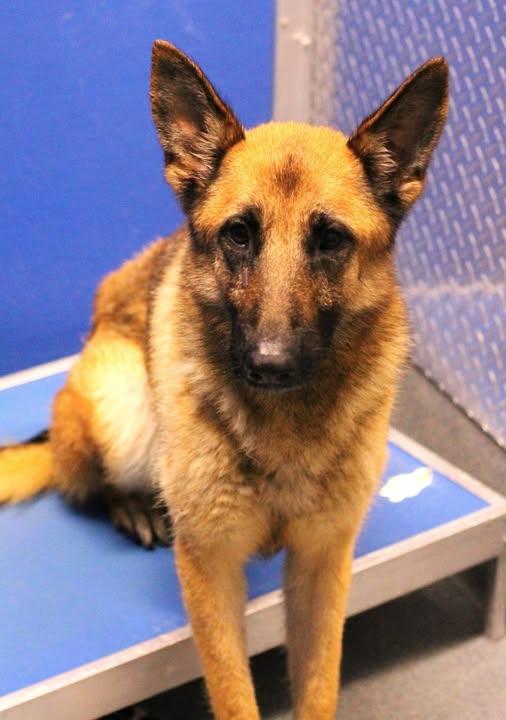 Enlarge 25-01209 AYRA, a Adoptable German Shepherd Dog in Fredericksburg, VA image 2/2