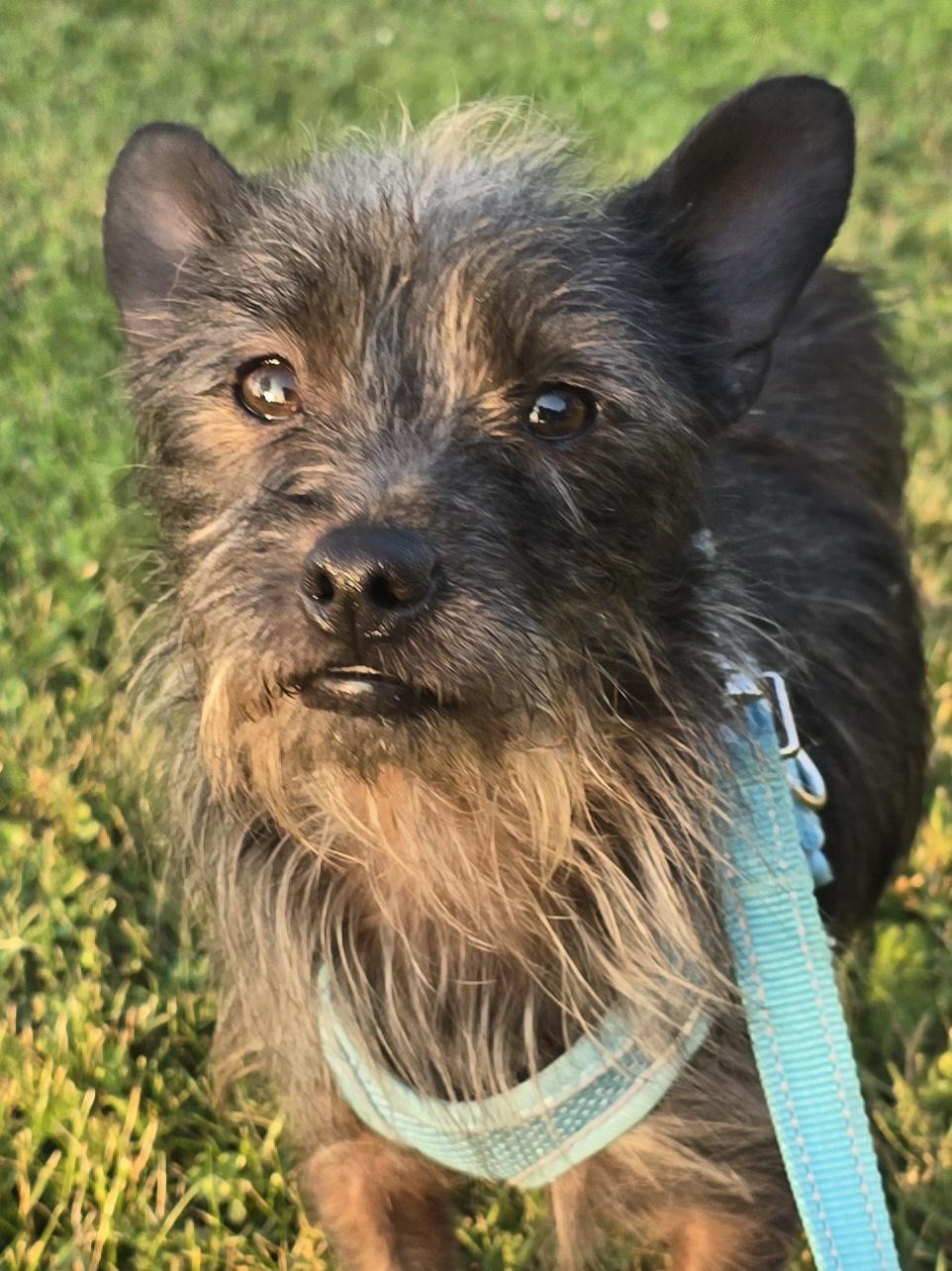Wally Wabbit, an adoptable Mixed Breed in Chatsworth, ON, N0H 1G0 | Photo Image 4