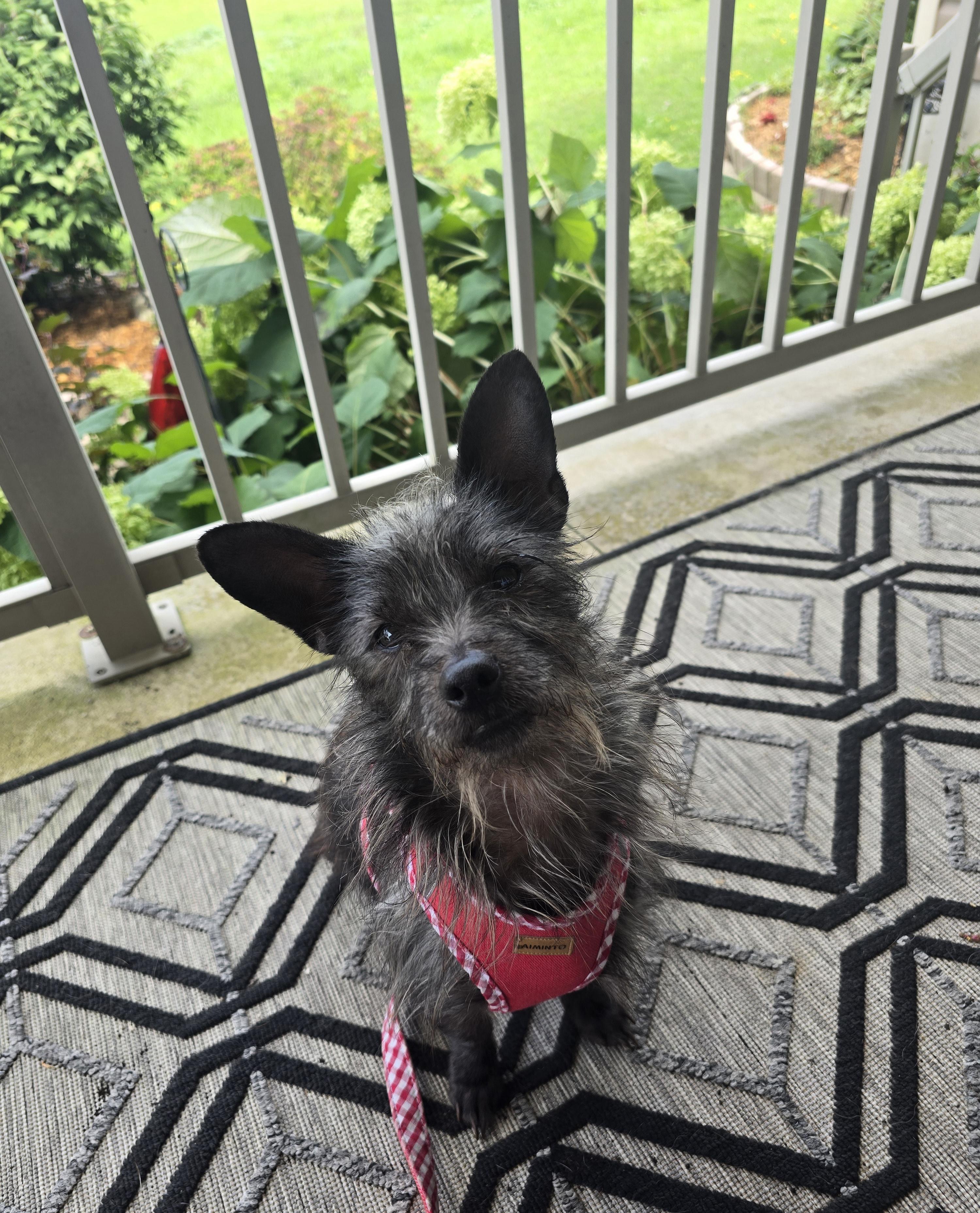 Wally Wabbit, an adoptable Mixed Breed in Chatsworth, ON, N0H 1G0 | Photo Image 6