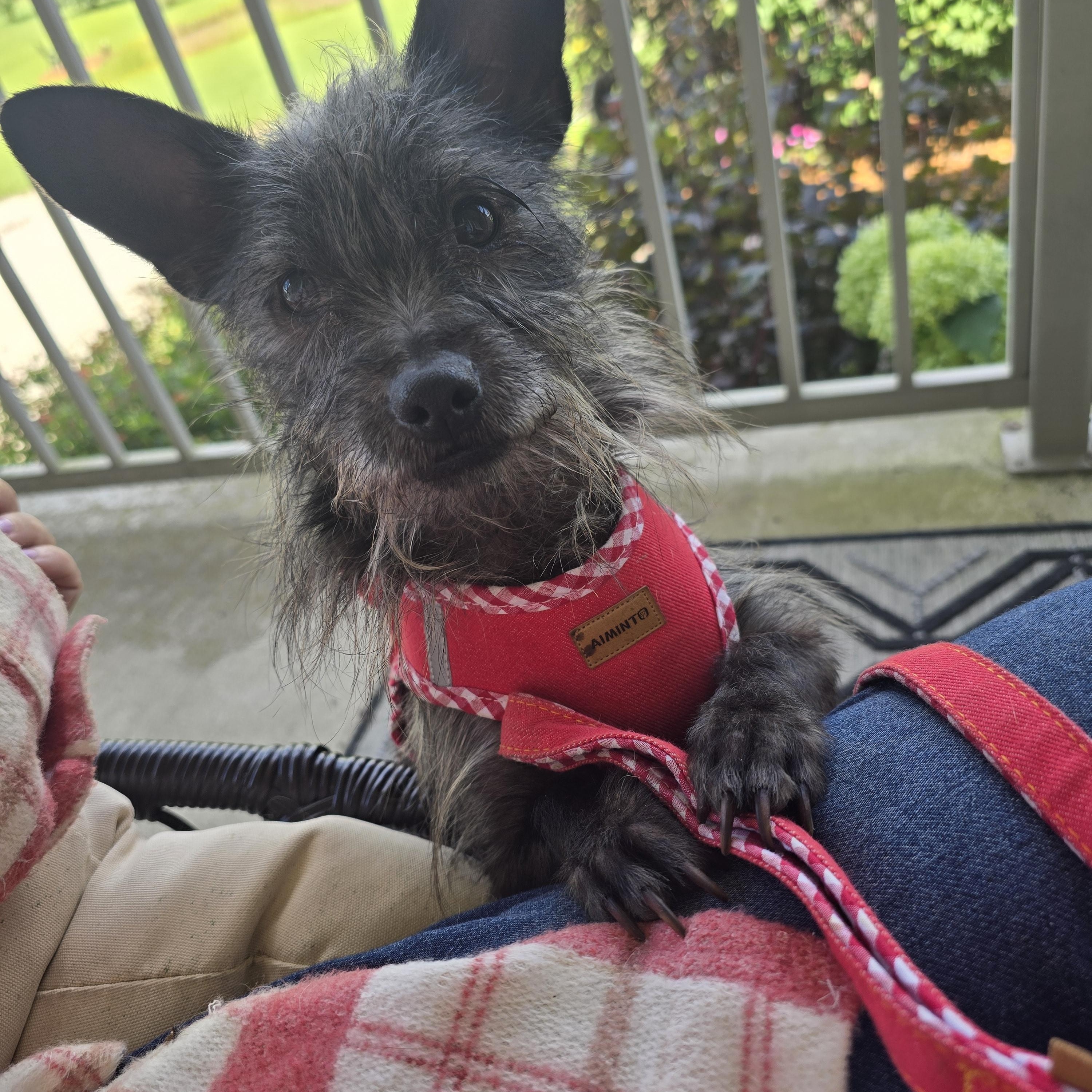 Wally Wabbit, an adoptable Mixed Breed in Chatsworth, ON, N0H 1G0 | Photo Image 1