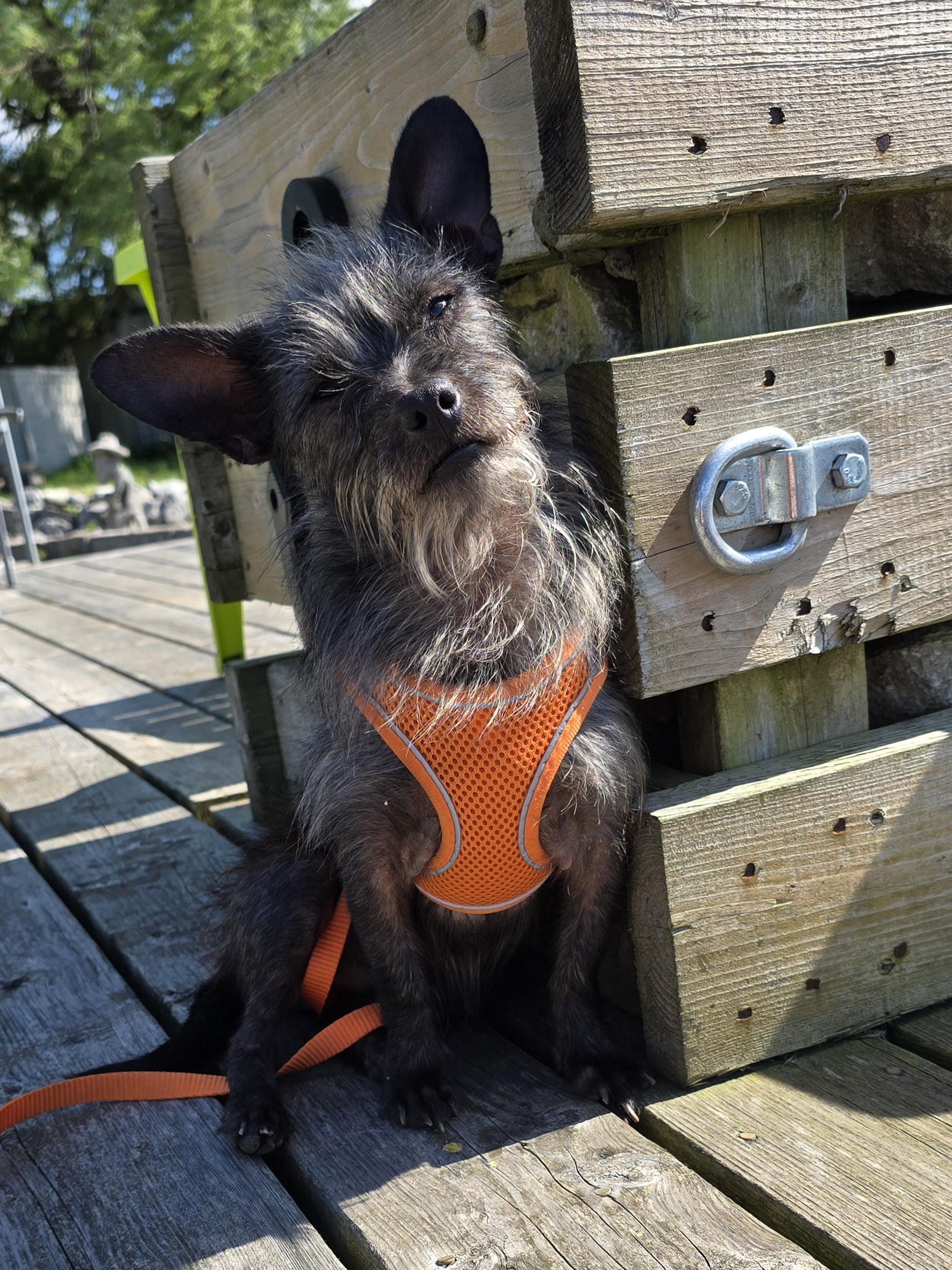 Wally Wabbit, an adoptable Mixed Breed in Chatsworth, ON, N0H 1G0 | Photo Image 5