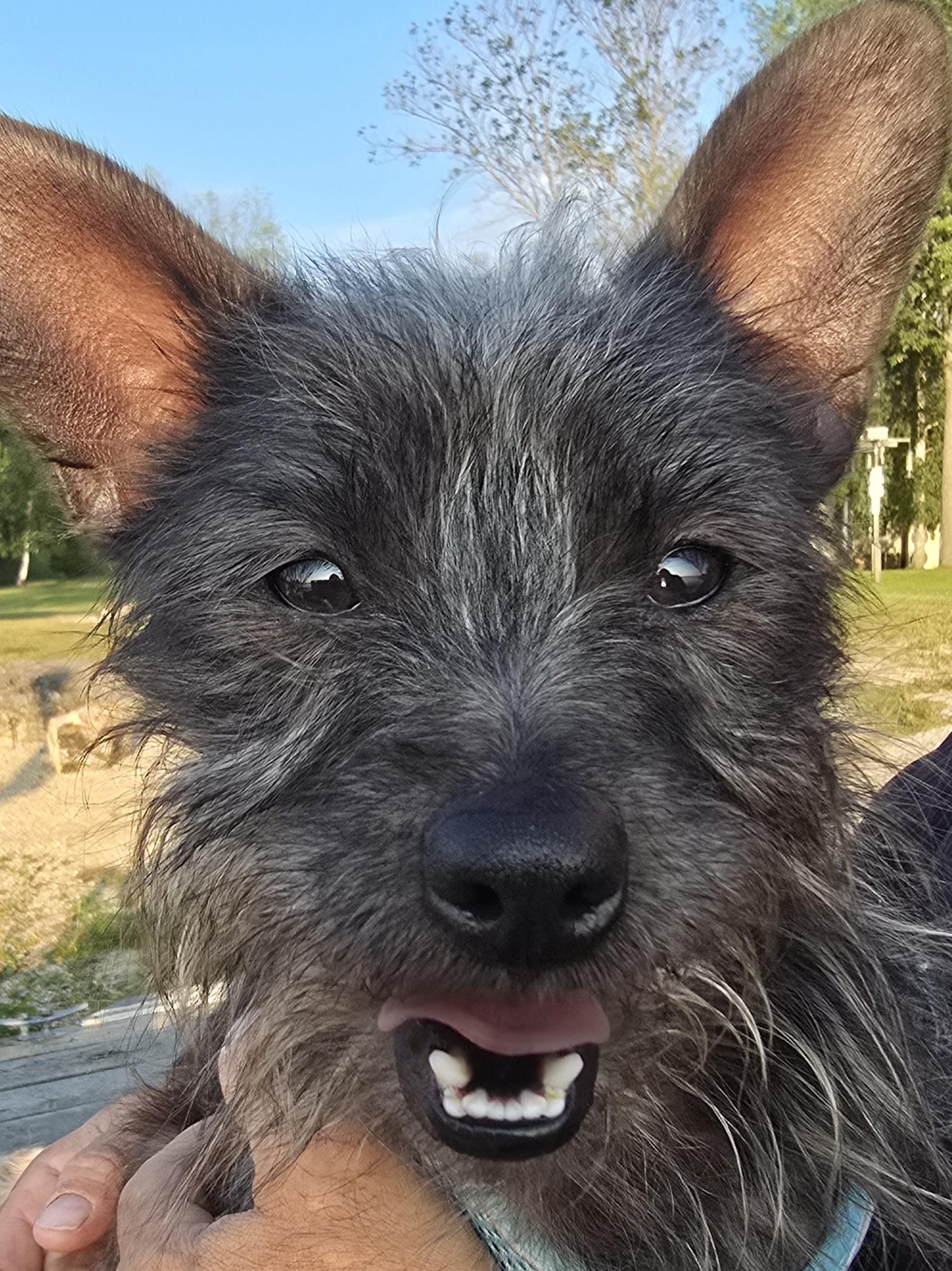 Wally Wabbit, an adoptable Mixed Breed in Chatsworth, ON, N0H 1G0 | Photo Image 2