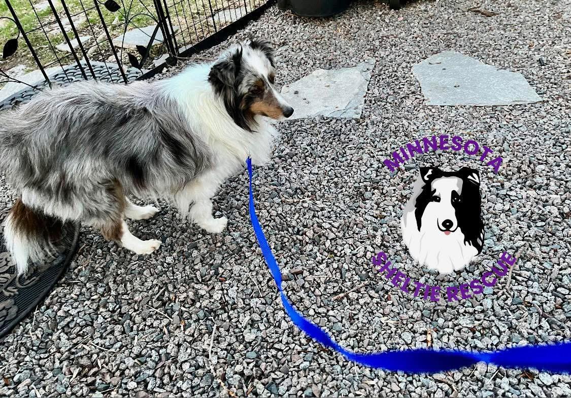 Missy, an adopted Shetland Sheepdog / Sheltie in Circle Pines, MN image 2/3
