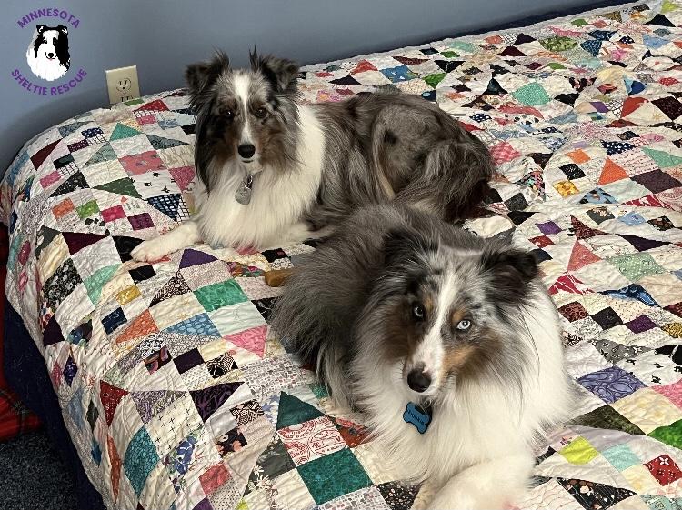 Missy, an adopted Shetland Sheepdog / Sheltie in Circle Pines, MN image 3/3