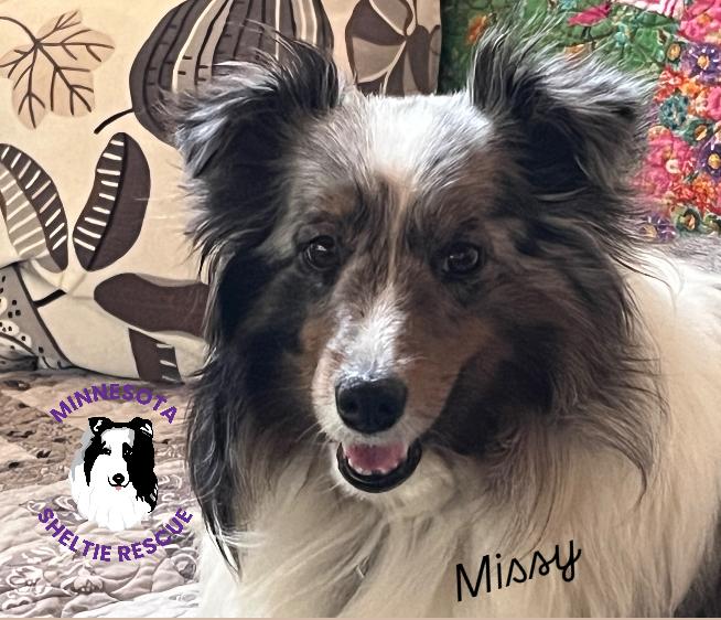 Missy, an adopted Shetland Sheepdog / Sheltie in Circle Pines, MN image 1/3