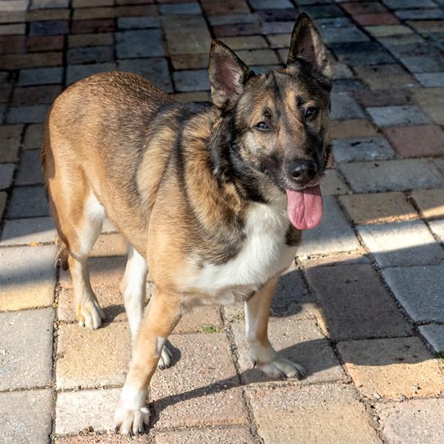 Enlarge SANDY, a Adoptable mixed breed in Saint Louis, MO image 1/1