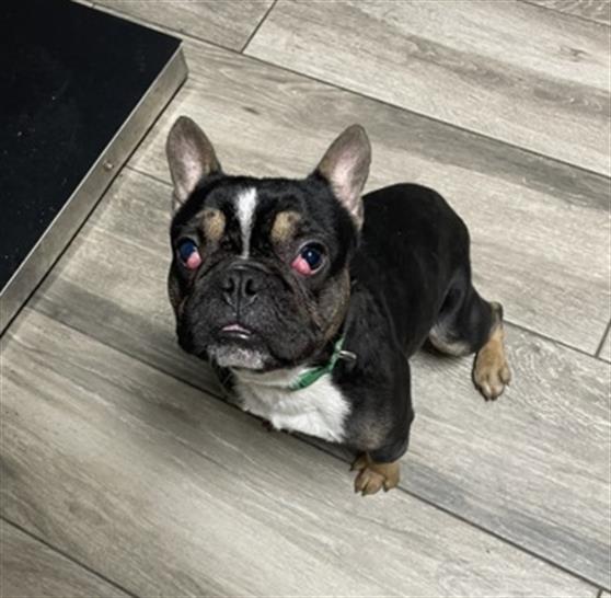 Enlarge DYNAMITE, a Adoptable French Bulldog in Redlands, CA image 1/1