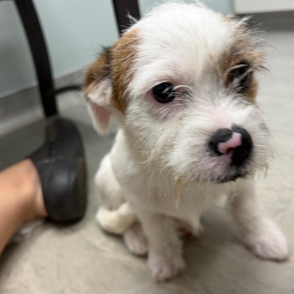 Punkin 2026-434, Adoptable, Puppy Male Shih Tzu & Terrier.
