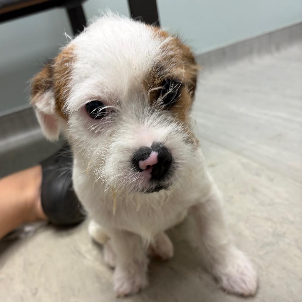 Enlarge Punkin 2026-434, a Adoptable mixed breed in Winder, GA image 2/2