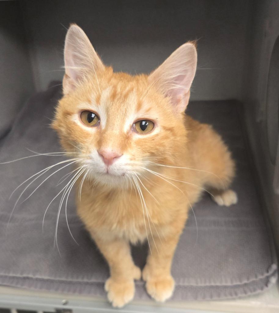 Enlarge Verdict, a Adoptable mixed breed in Viroqua, WI image 1/3