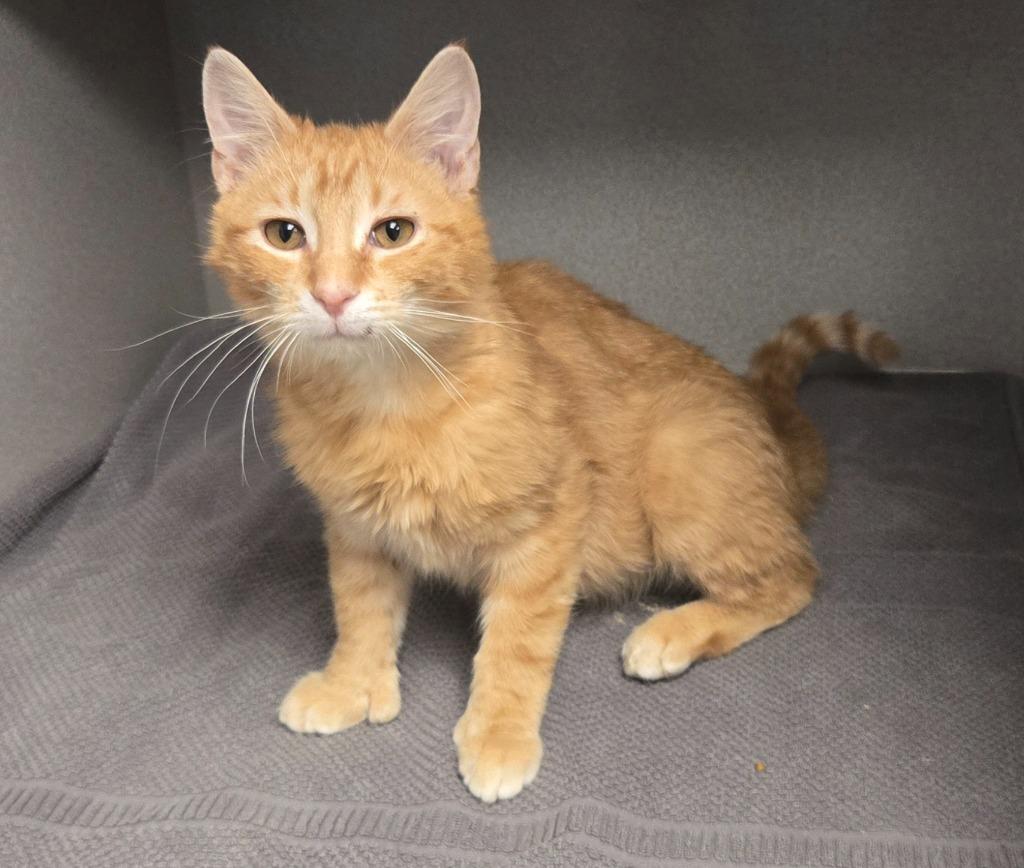 Enlarge Verdict, a Adoptable mixed breed in Viroqua, WI image 2/3