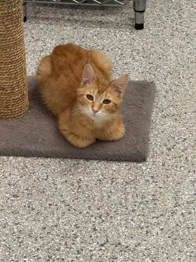 Enlarge Verdict, a Adoptable mixed breed in Viroqua, WI image 3/3