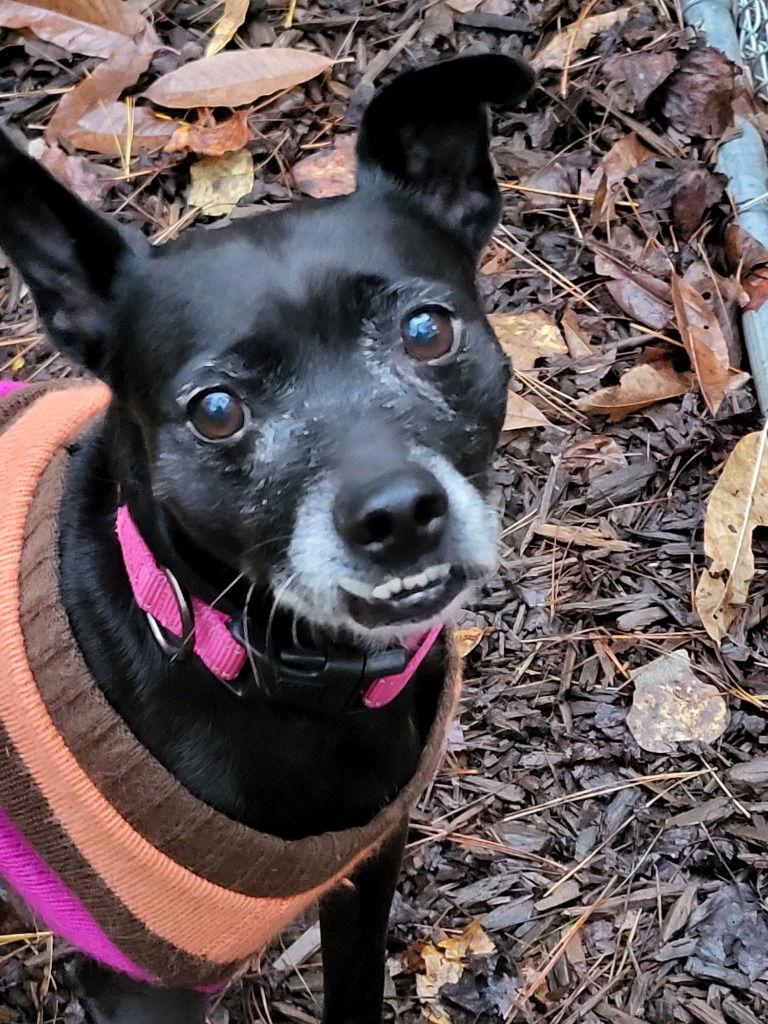 Lucea, Adoptable, Senior Female Chihuahua & Terrier.