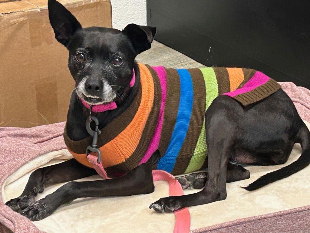 Enlarge Lucea, a Adoptable mixed breed in Ellijay, GA image 2/3