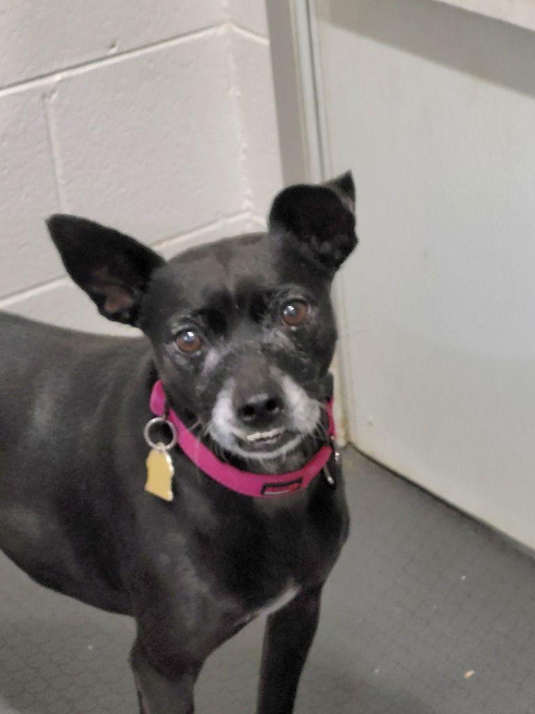 Enlarge Lucea, a Adoptable mixed breed in Ellijay, GA image 3/3