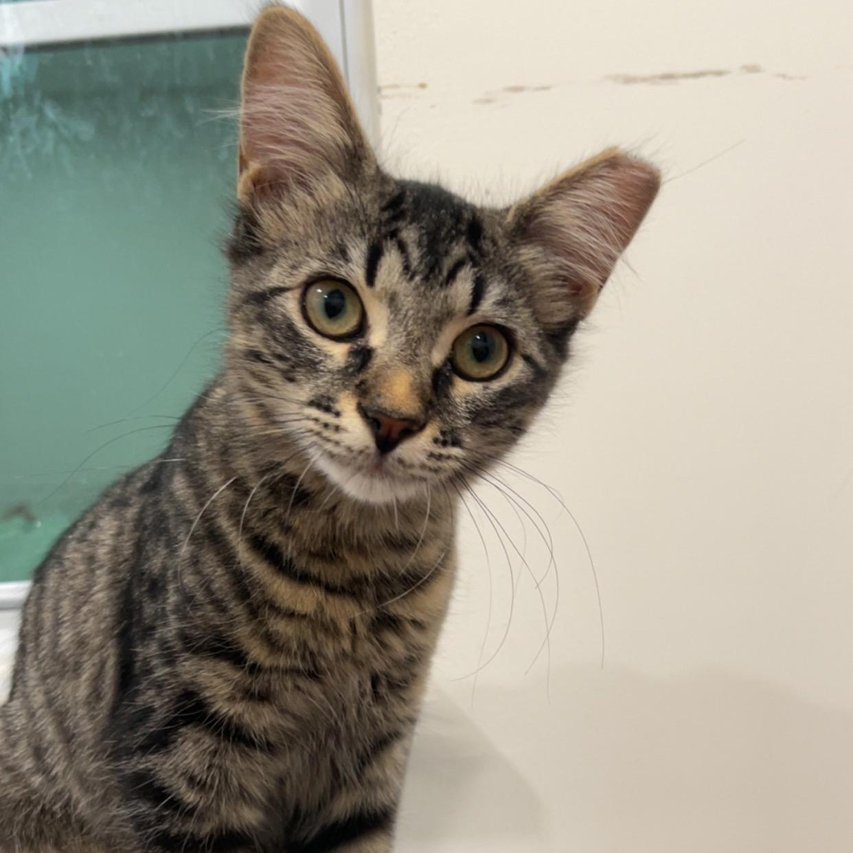 Tily, a Adoptable mixed breed image 1/4