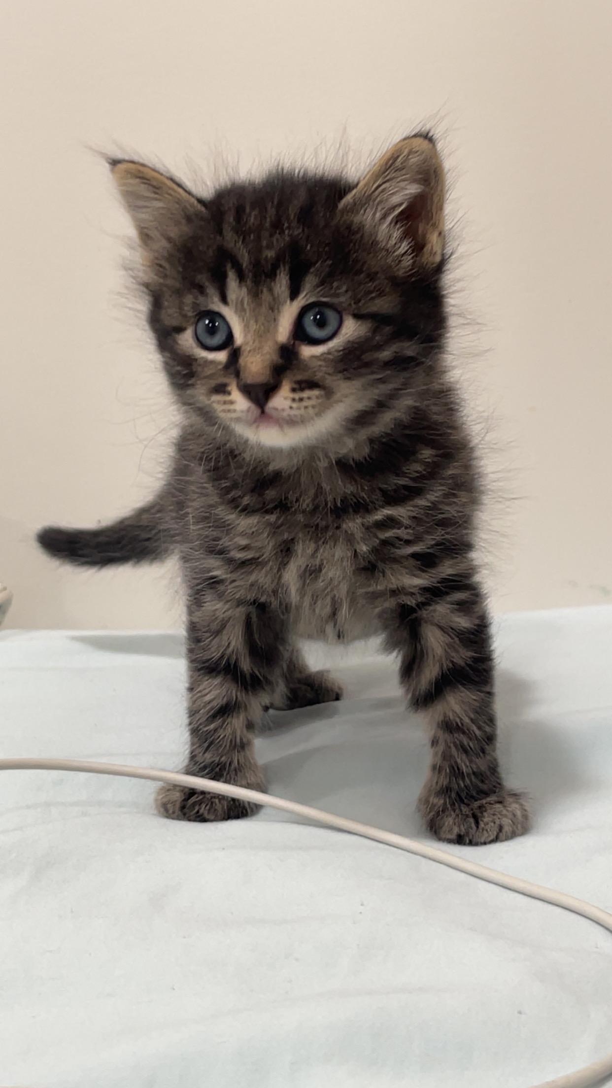 Tily, Baby Female Domestic Medium Hair