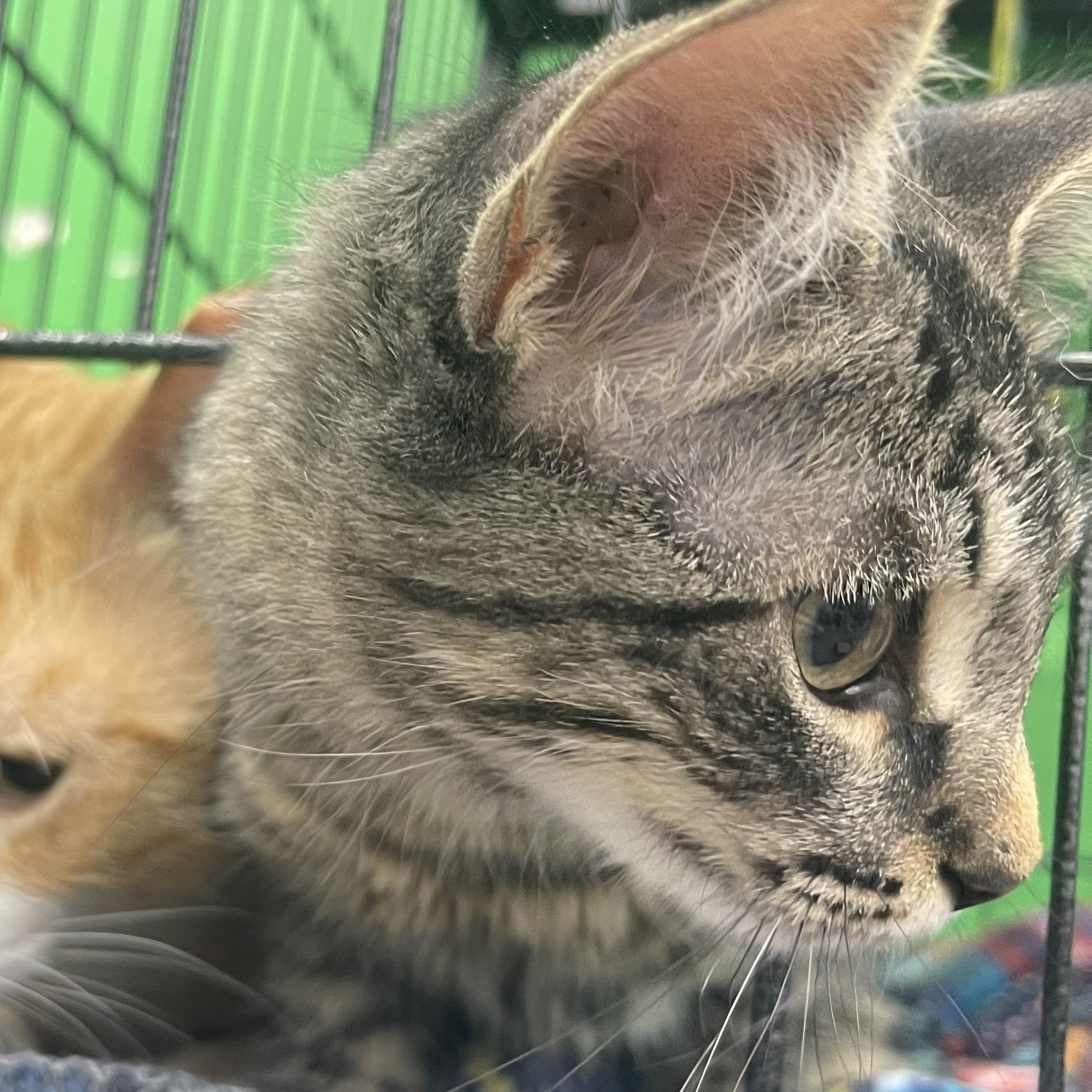 Tily, an adoptable Domestic Medium Hair in Youngstown, FL, 32466 | Photo Image 2