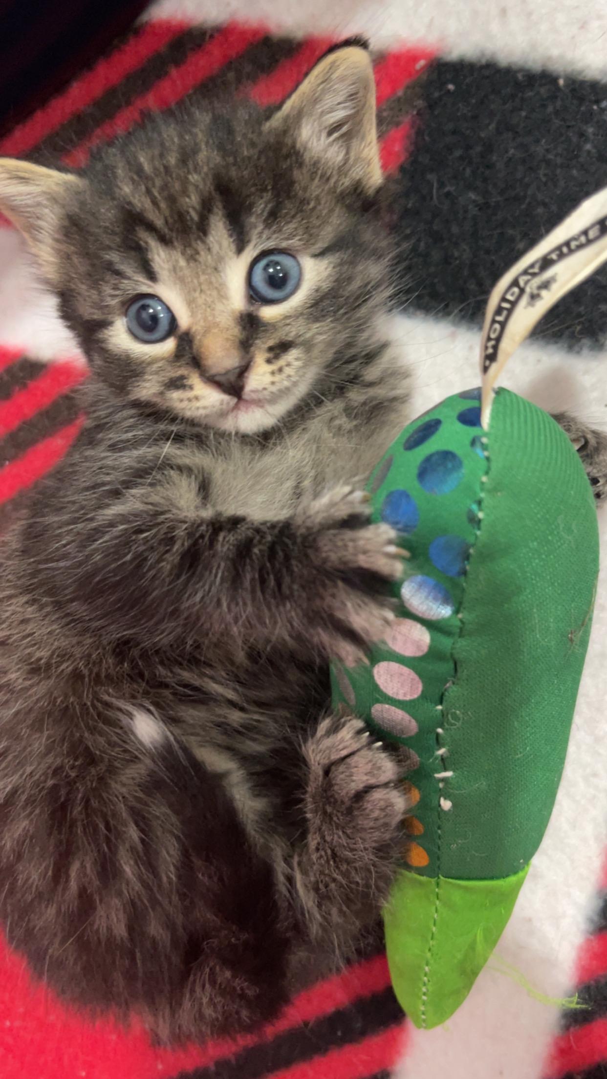 Tily, a Adoptable mixed breed image 4/4